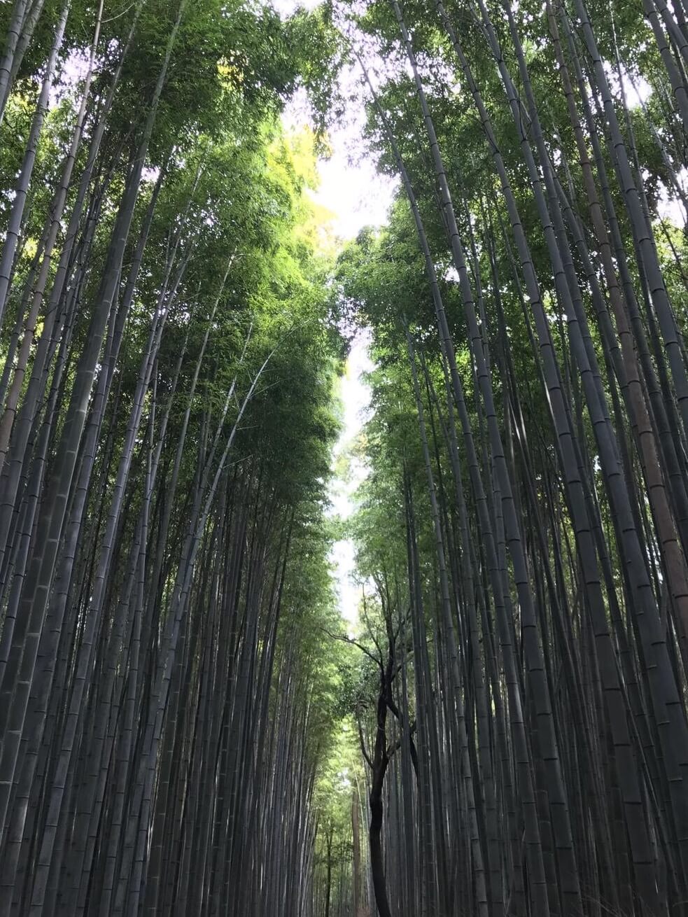 Little bamboo forest near a green tea farm hidden in the mountains in Shizuoka