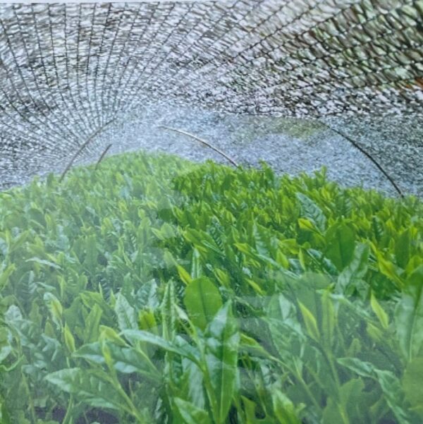 静岡のかぶせ茶つゆひかり茶畑