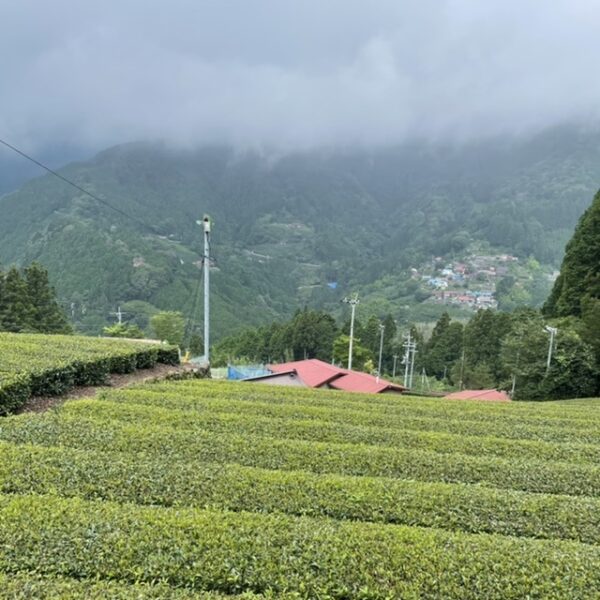 静岡のかぶせ茶つゆひかり茶畑