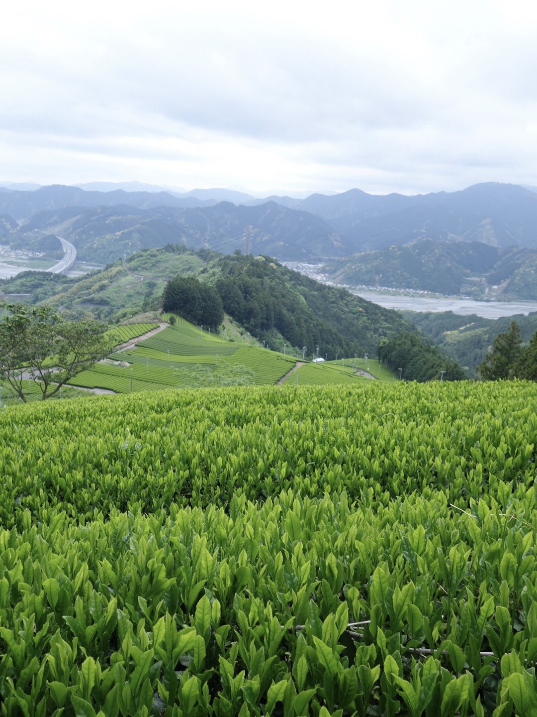 Hidden Gem Green Tea Farm in Shizuoka located in between Tokyo and Kyoto. 
