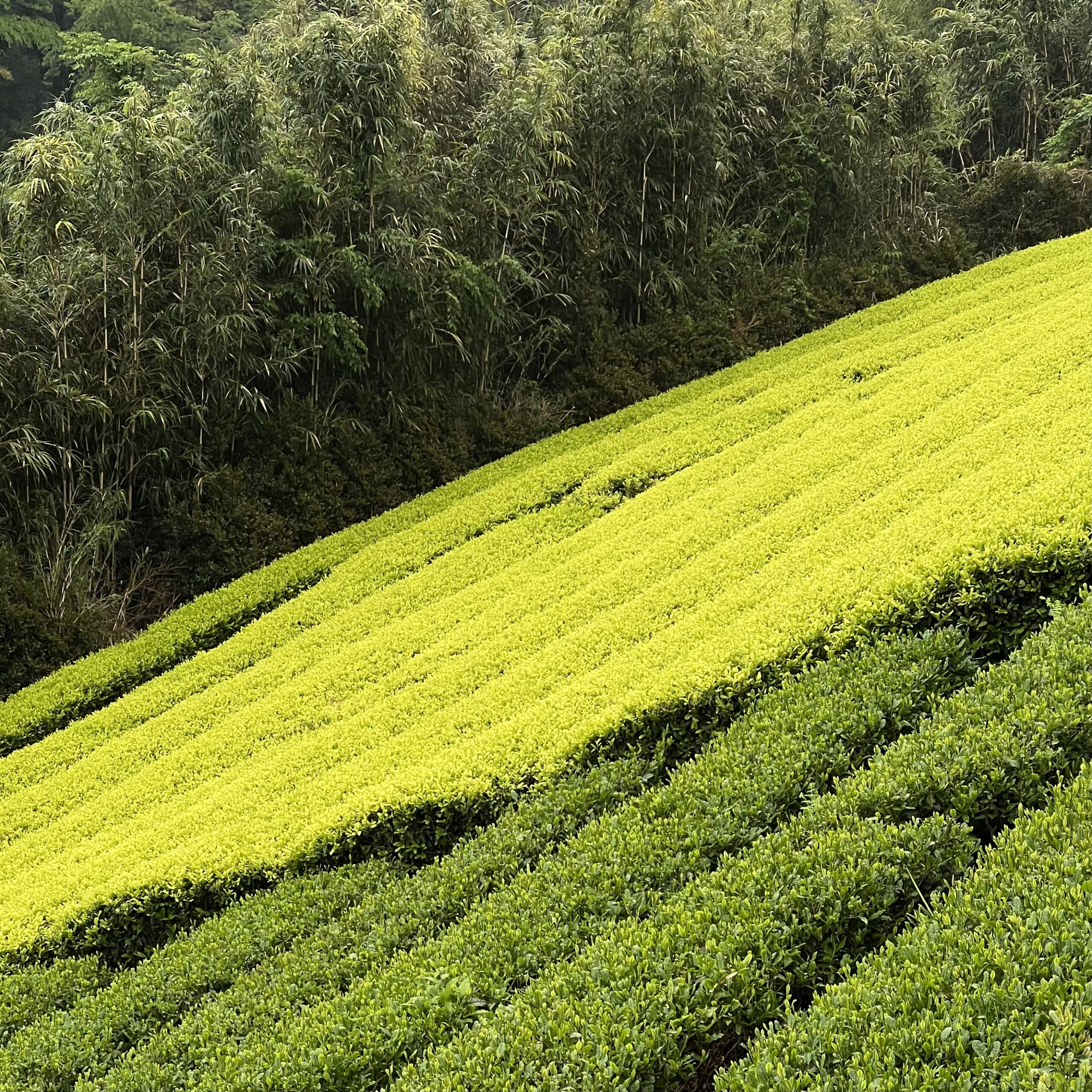 Shincha Box 2026 – Refined Selection of First Flush Japanese Green Teas from Shizuoka and Yame - Image 6