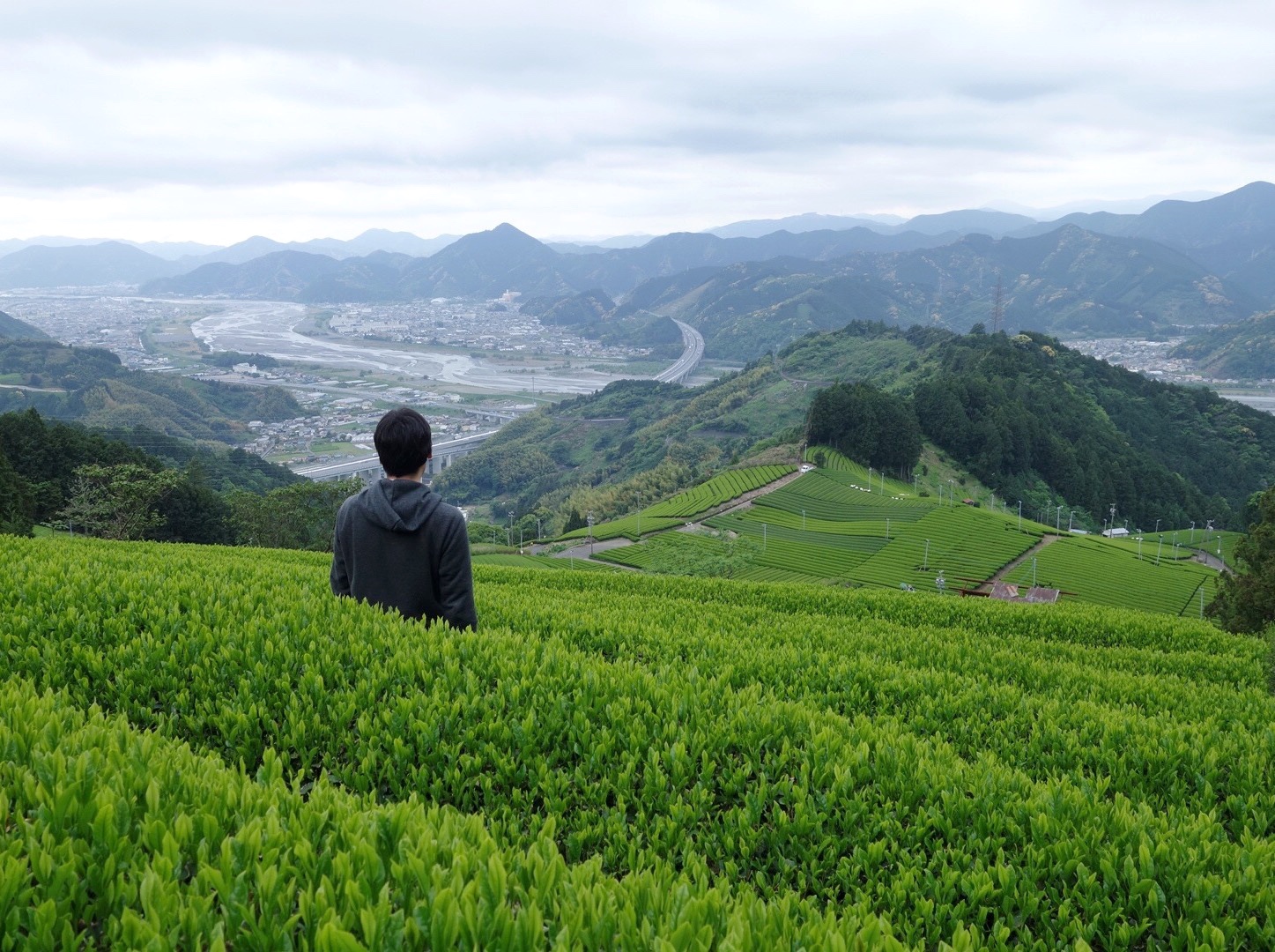 Hidden Gem Tea Farm Tour in Shizuoka near Tokyo and Kyoto, Japan Hidden Gem Tea Farm Tour near Tokyo and Kyoto. Tea plantation.
