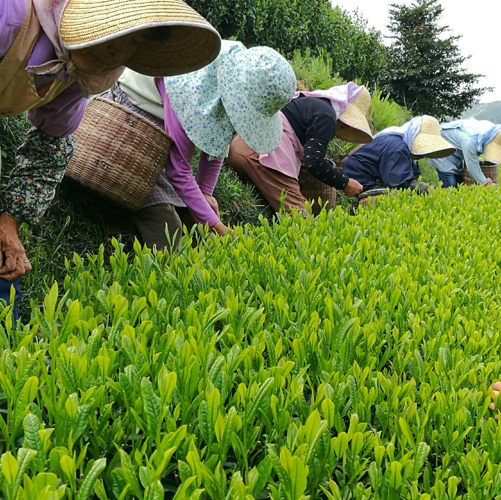 Shincha Box 2026 – Refined Selection of First Flush Japanese Green Teas from Shizuoka and Yame - Image 5